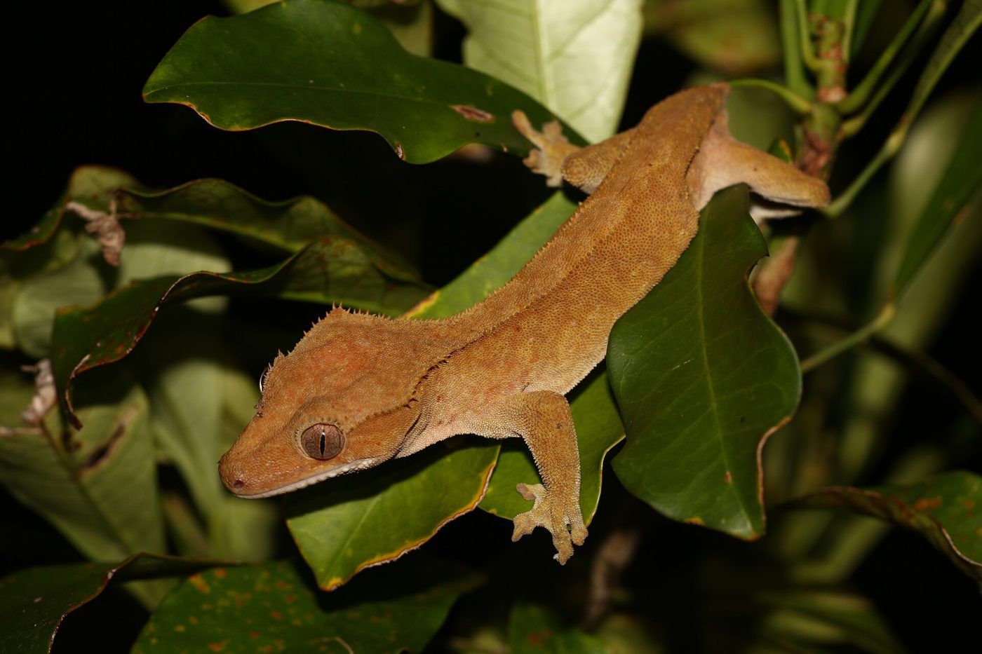 Crested gecko on a leaf