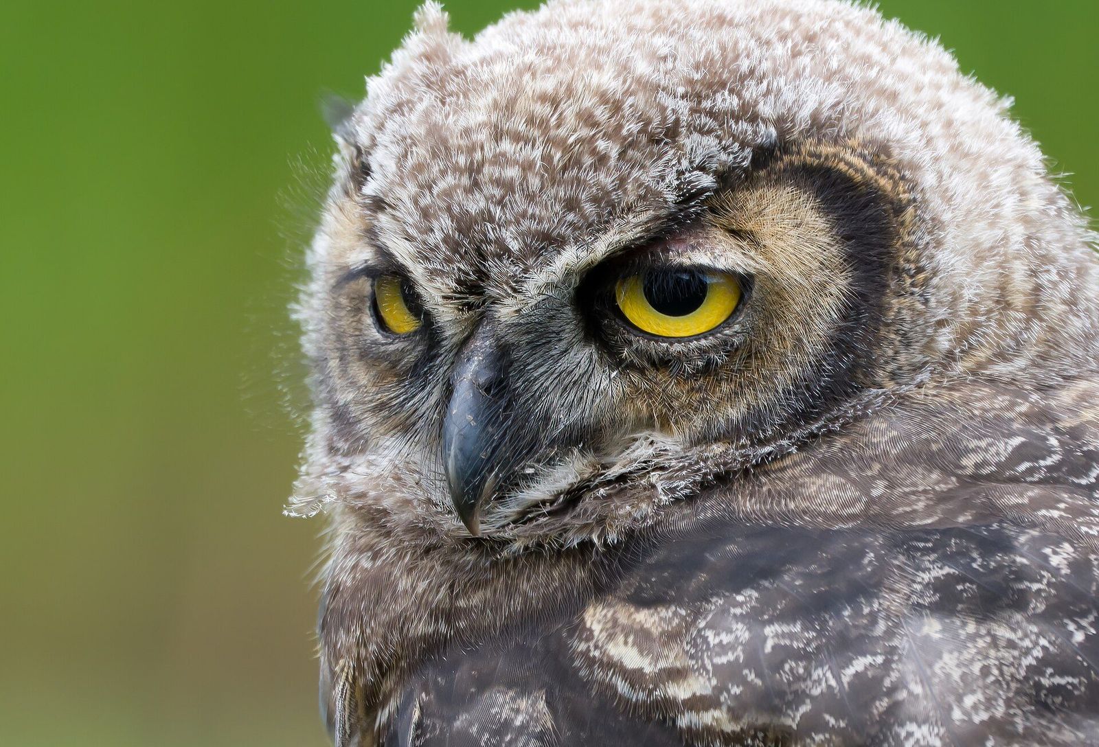 Great horned owl along the lower Columbia River