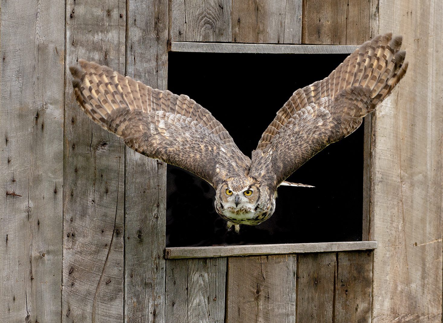 Great horned owl flying out of a barn window