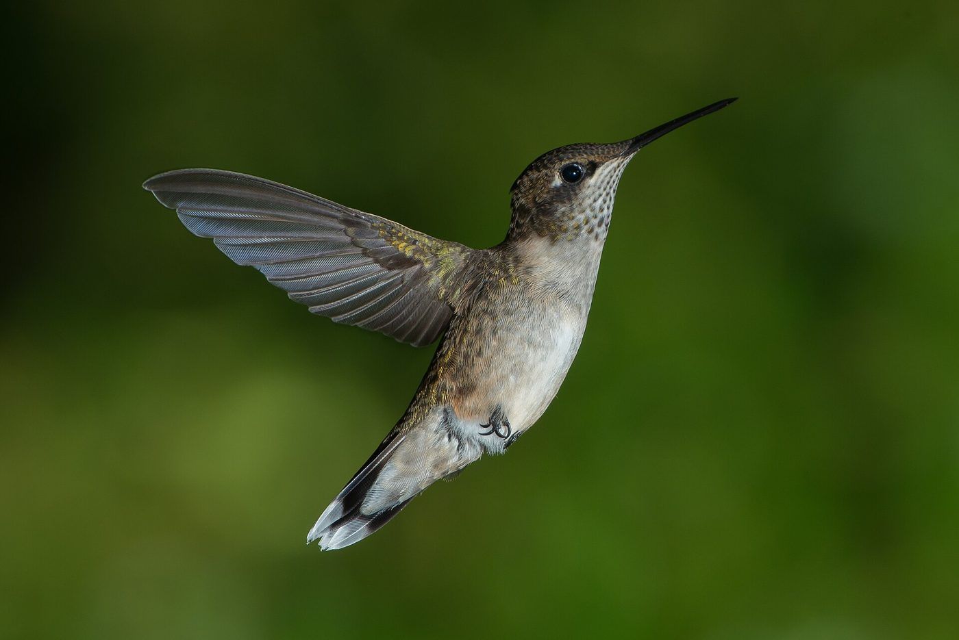 Hummingbird hovering