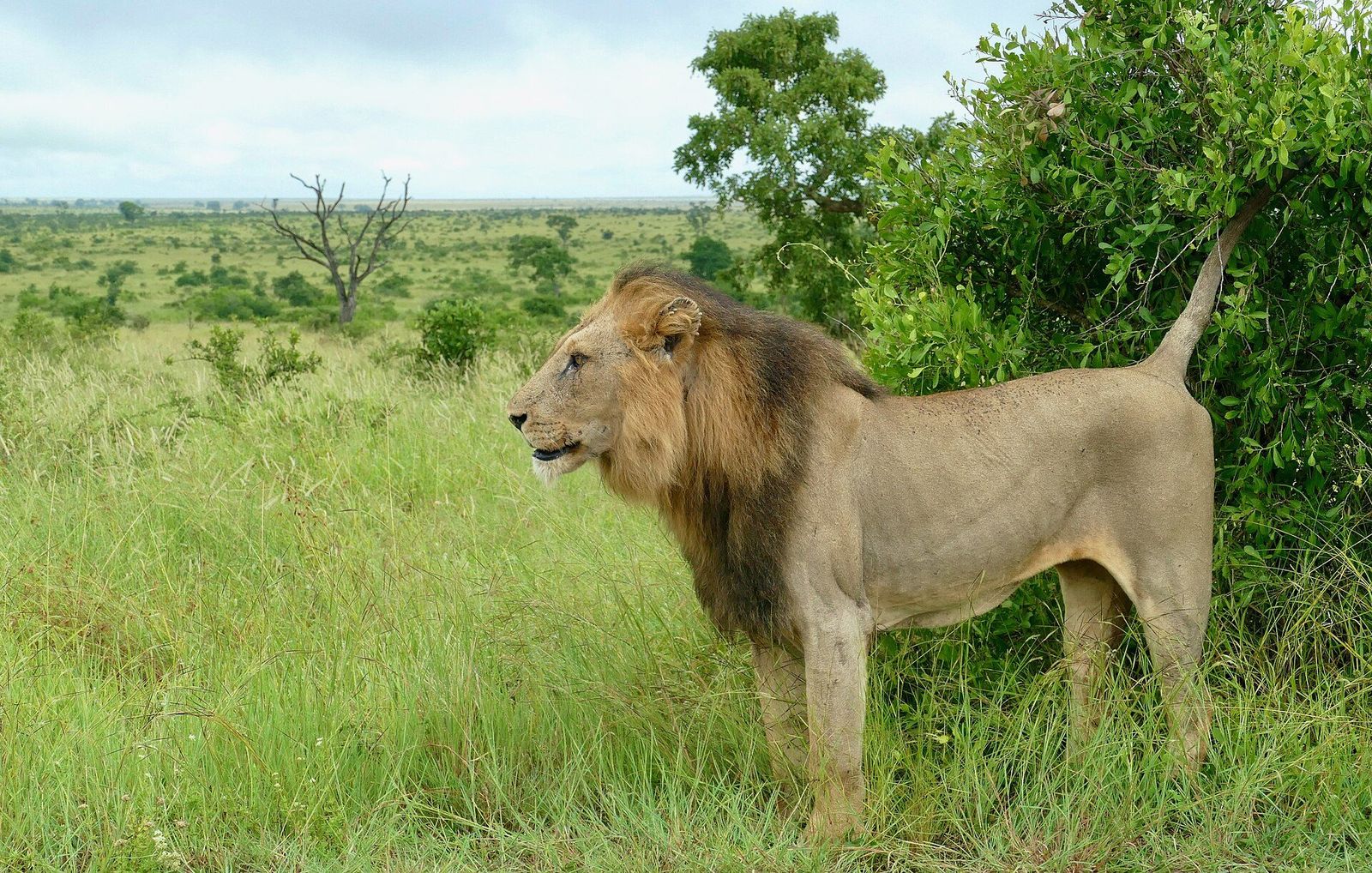 Lion