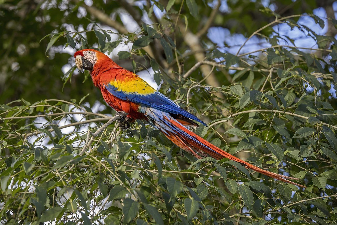 Scarlet macaw perched in a tree
