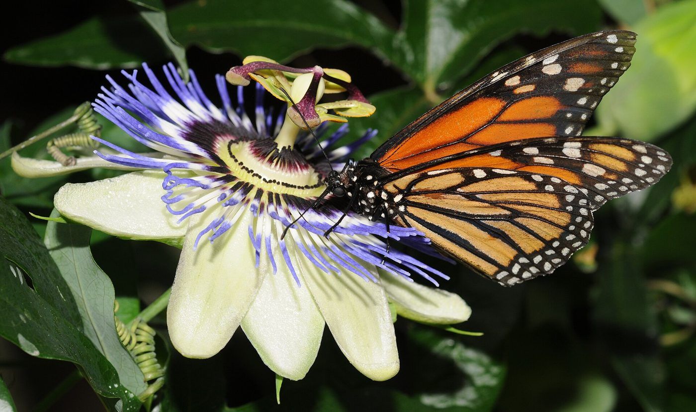 Monarch butterfly on a passionflower