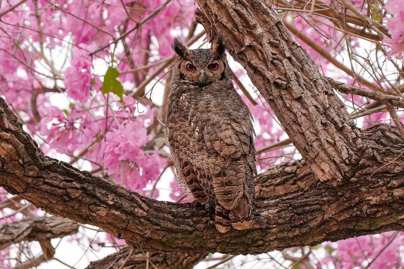 Great horned owl in a flowering tree