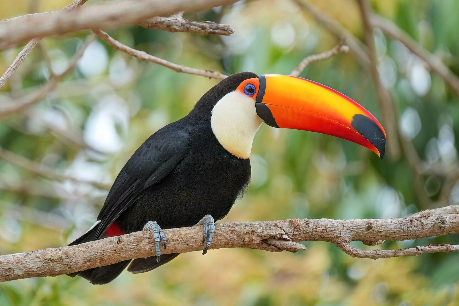 Toco toucan on a branch