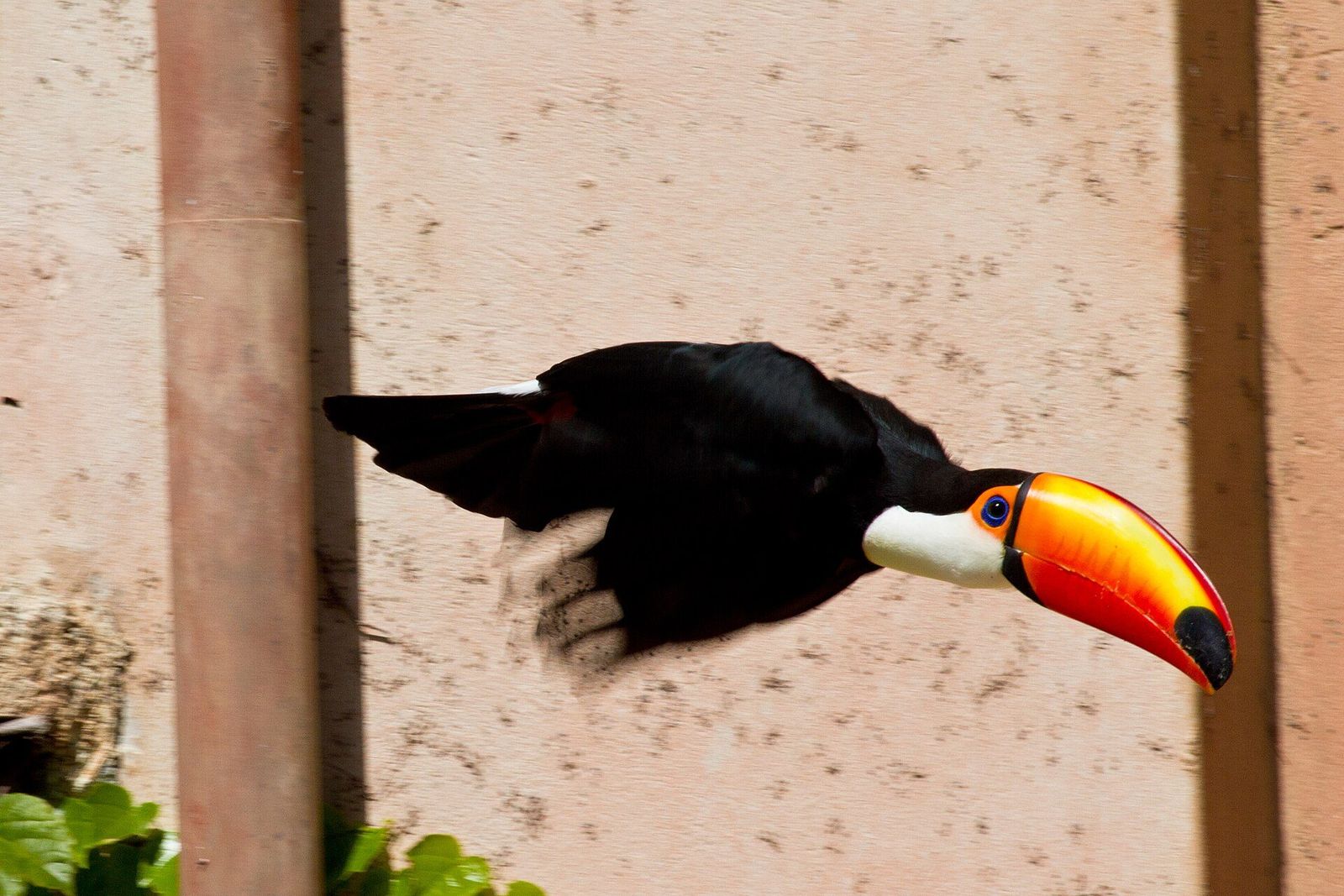 Toco toucan in flight