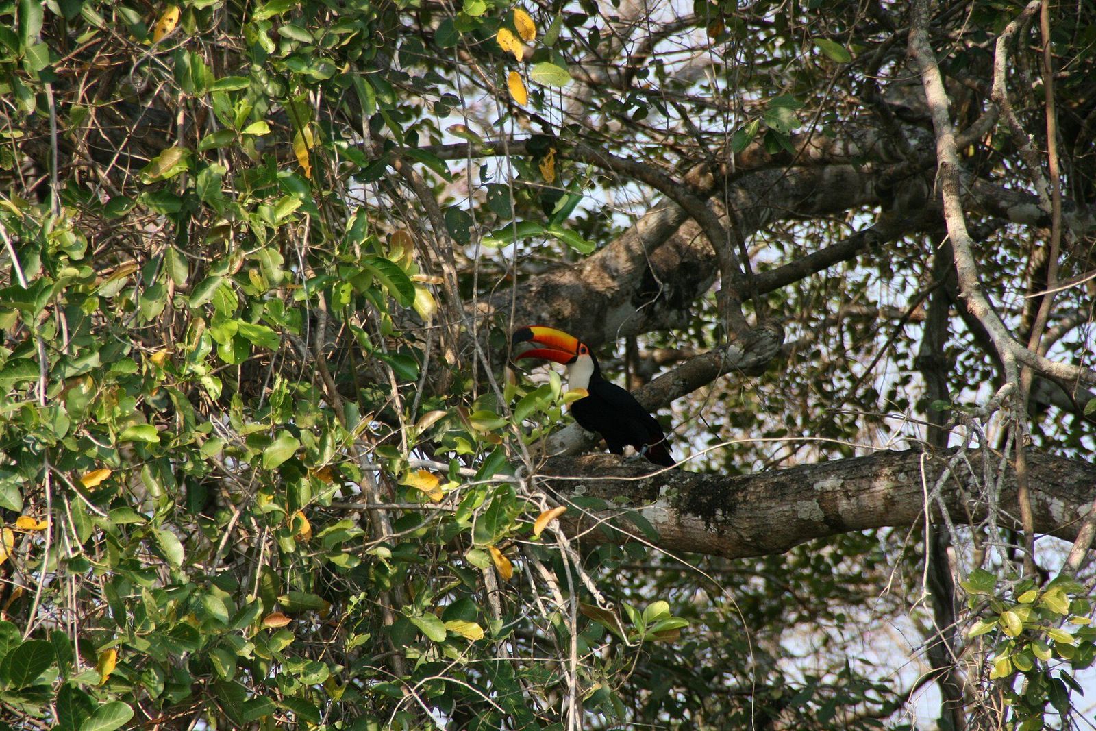 Toco toucan in a tree