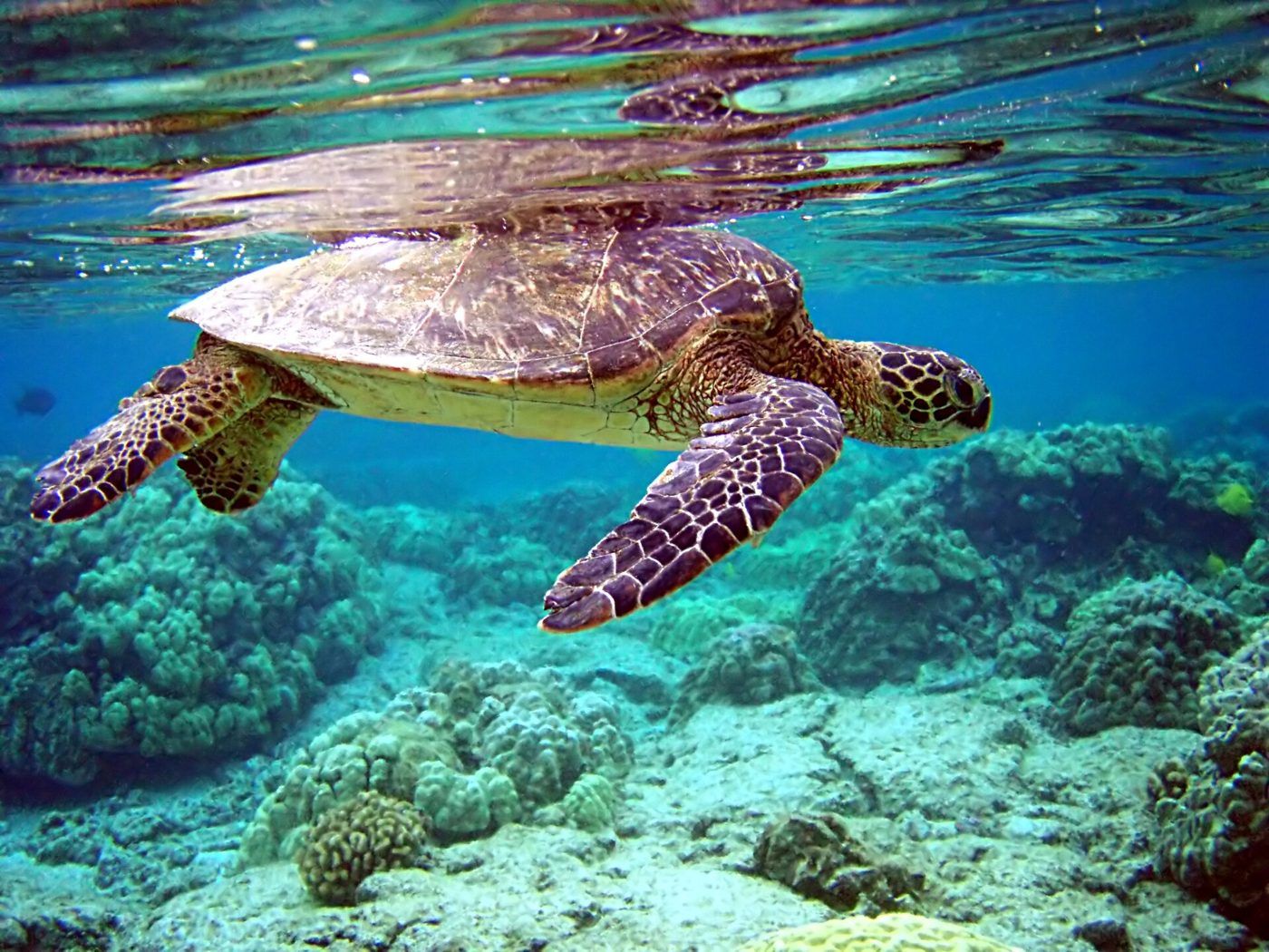 Green sea turtle swimming over a reef