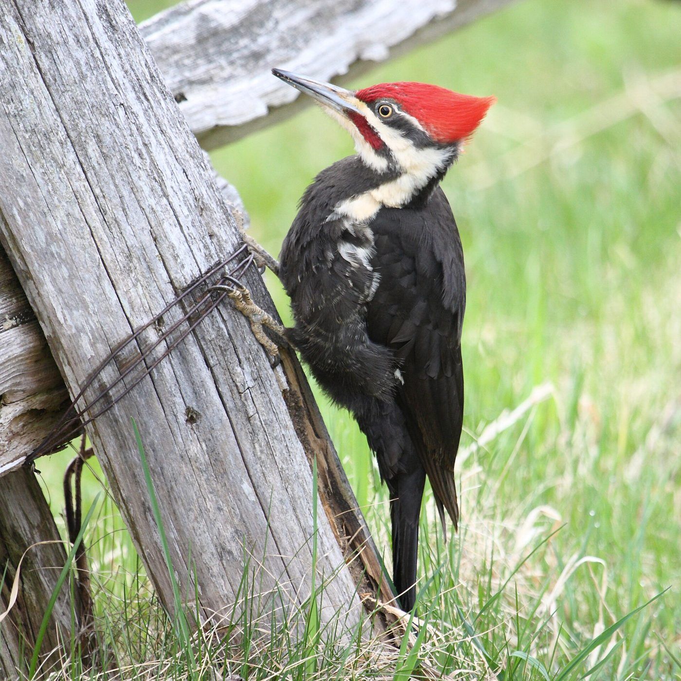 Pileated woodpecker on a wooden post