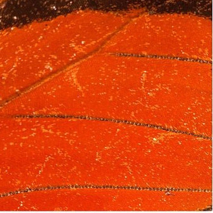 Close-up of butterfly wing scales