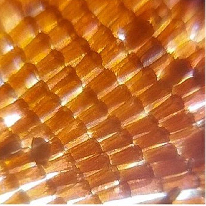 Extreme close-up of butterfly wing scales